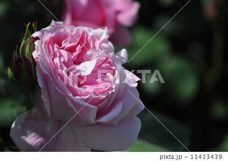 ひらいてゆくメアリーローズ 11413439