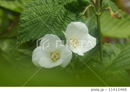 シロヤマブキ 11413466