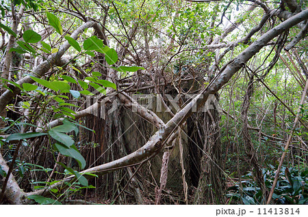 小笠原 父島要塞大村第二砲台跡（油庫） 11413814