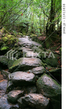 世界遺産　屋久島の風景 11413838