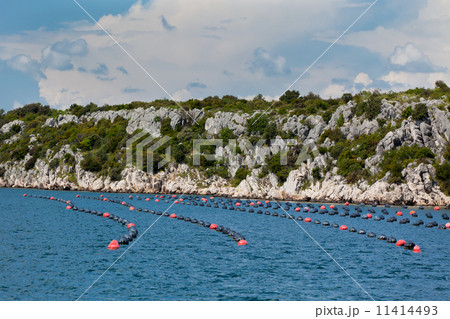 Mussels growing in Adriatic sea, Croatia Mussels growing in Adriatic sea, Croatia 11414493