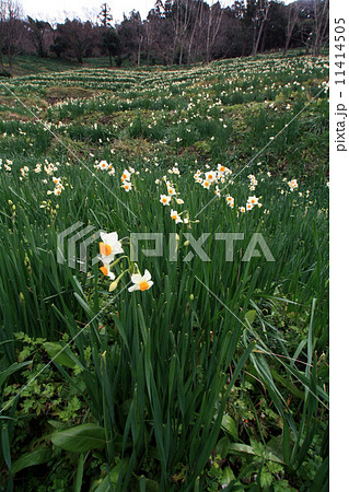 越前水仙の棚田 11414505