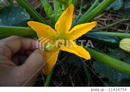 ズッキーニの受粉 11414754