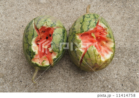 スイカの鳥被害 スイカの鳥被害 11414758