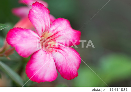 red frangipani 11414881