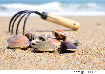 浜で蛤掘り♪ 浜で蛤掘り♪ 11414996