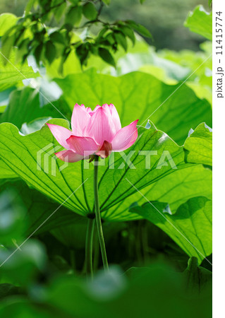 上野の不忍池のピンク色のハスの花と葉の緑 上野の不忍池のピンク色のハスの花と葉の緑 11415774