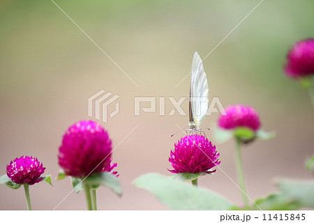 モンシロチョウ 11415845