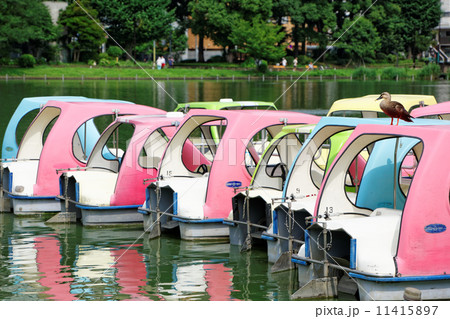 不忍池のレジャーボートと休憩中のカルガモ 11415897