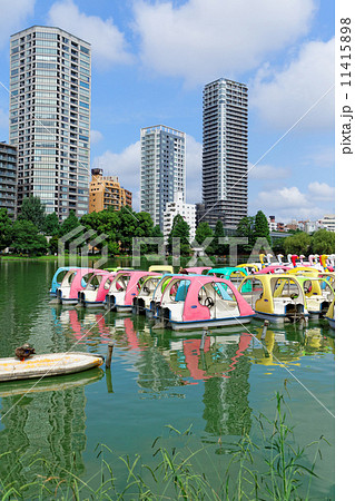 青空が広がる不忍池のレジャーボートと休憩中のカルガモ 11415898