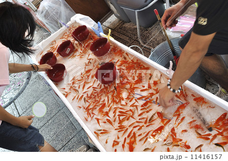 金魚すくい 金魚すくい 11416157