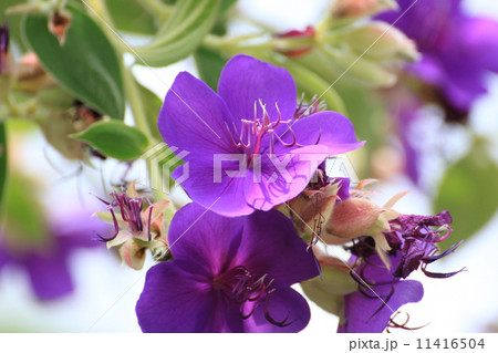 シコンノボタン シコンノボタン 11416504