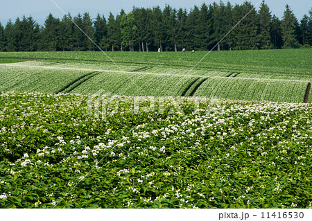 丘陵地帯に広がるジャガイモ畑 丘陵地帯に広がるジャガイモ畑 11416530