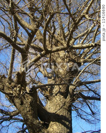 晩秋の陽に輝いているイチョウの大木。 11416690