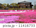 記念館の芝桜 11416733