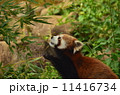 市川市動植物園のレッサーパンダ 11416734