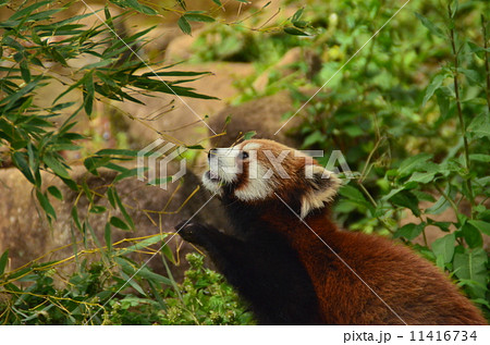 市川市動植物園のレッサーパンダ 市川市動植物園のレッサーパンダ 11416734