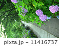 本土寺の紫陽花（あじさい） 11416737