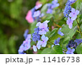 本土寺の紫陽花（あじさい） 11416738