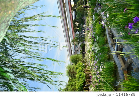 堀切菖蒲園 11416739