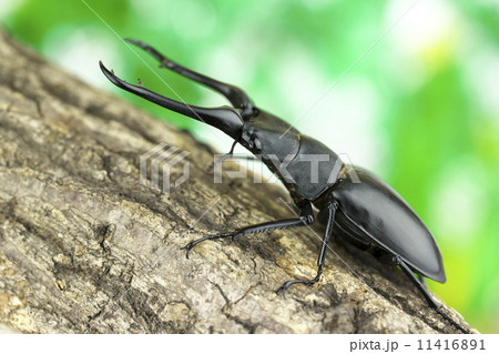 ギラファノコギリクワガタ ギラファノコギリクワガタ 11416891