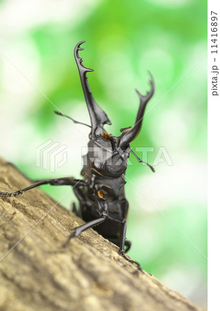 ギラファノコギリクワガタ 11416897