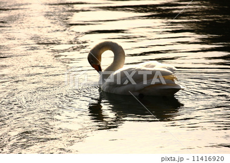 湖畔の朝 11416920