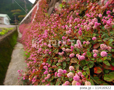 ヒメツルソバ 11416922