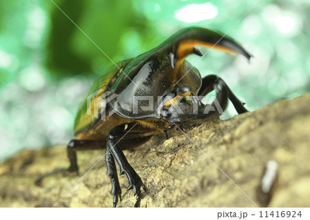 ヘラクレスオオカブト ヘラクレスオオカブト 11416924