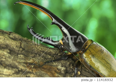 ヘラクレスオオカブト 11416932