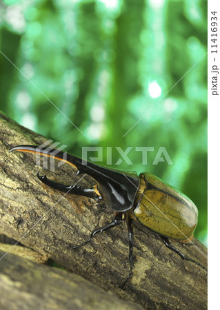ヘラクレスオオカブト 11416934