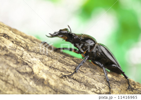 タランドゥスオオツヤクワガタ タランドゥスオオツヤクワガタ 11416965