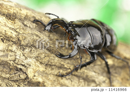 タランドゥスオオツヤクワガタ 11416966
