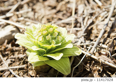 ふきのとう 11417028