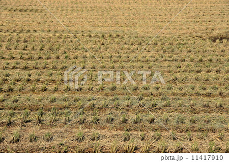 稲刈りの後 稲刈りの後 11417910