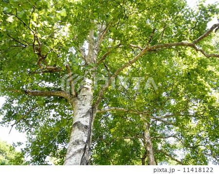 白樺の木陰 白樺の木陰 11418122