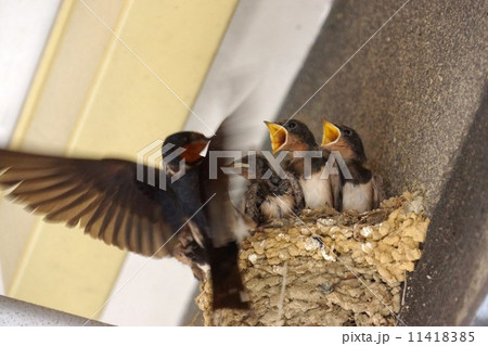 ツバメの親子　H.rustica 11418385