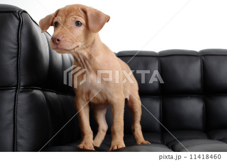 Puppy Sitting on Sofa Puppy Sitting on Sofa 11418460