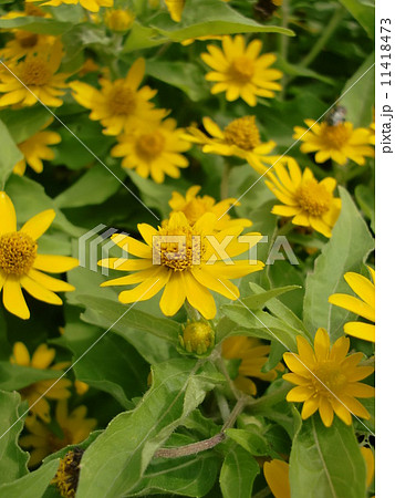 メランポジューム 11418473