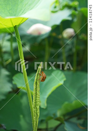 セミの脱け殻とはす池 11418745