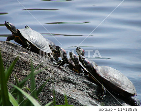 亀の行進 11418938