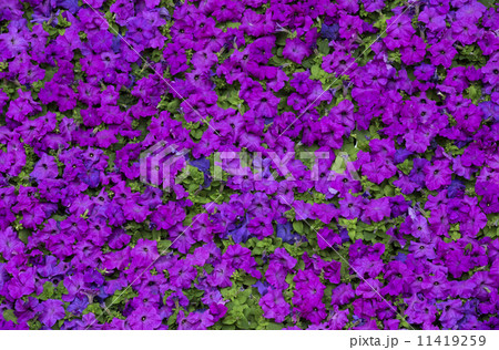 flowers as background 11419259