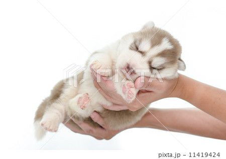Siberian husky puppy sleep in hand 11419424