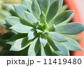 多肉植物　エケベリア 11419480
