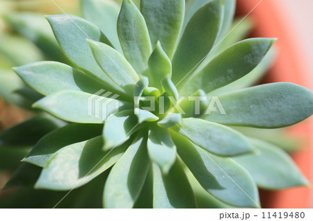 多肉植物　エケベリア 11419480