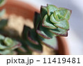 多肉植物　星の王子 11419481