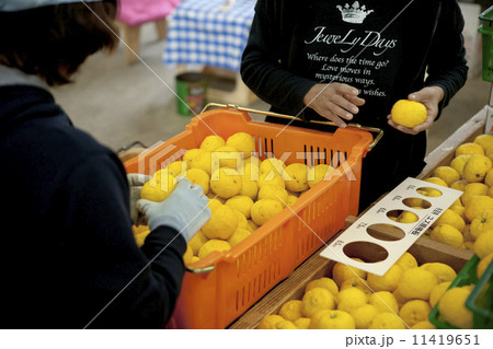 農業 家庭菜園 農業 家庭菜園 11419651