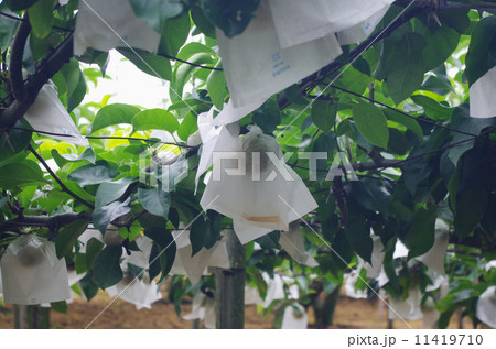 袋がけを終えた梨園 袋がけを終えた梨園 11419710