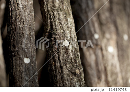 農業　家庭菜園 11419748