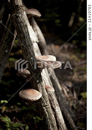 農業 家庭菜園 農業 家庭菜園 11419763